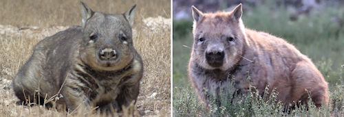 Learn about Wombats and Wombats SA